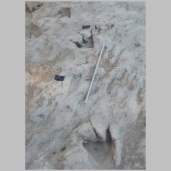 DSCN0444cr Two baby tracks.jpg